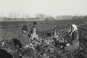 Hand-topping beets, Preston Farm in south Fort Collins, 1910s