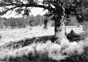 Hangman's Tree c. 1990