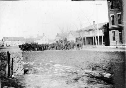 Cattle moving on Jefferson Street, c. 1880